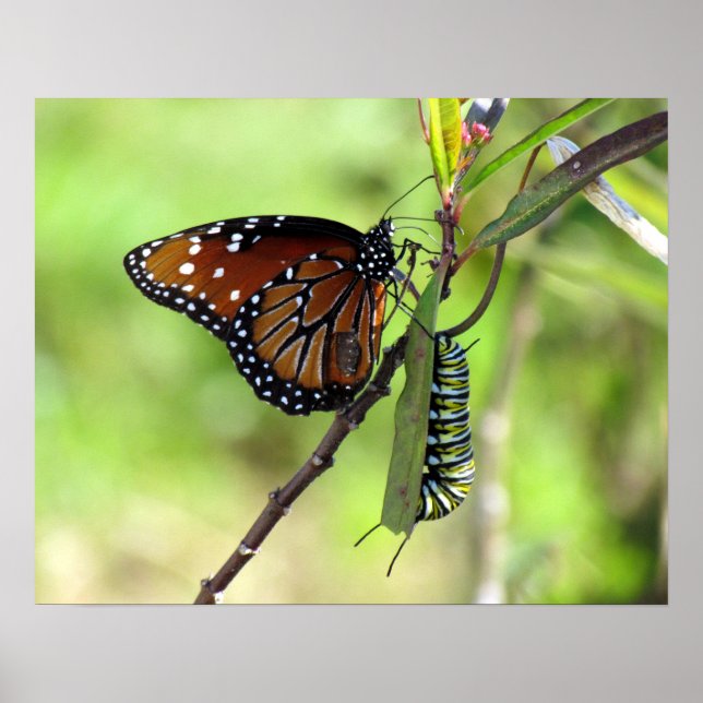 Queen Butterfly och Monarch Caterpelare Poster (Framsidan)
