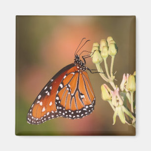 Queen Butterfly på gren Magnet