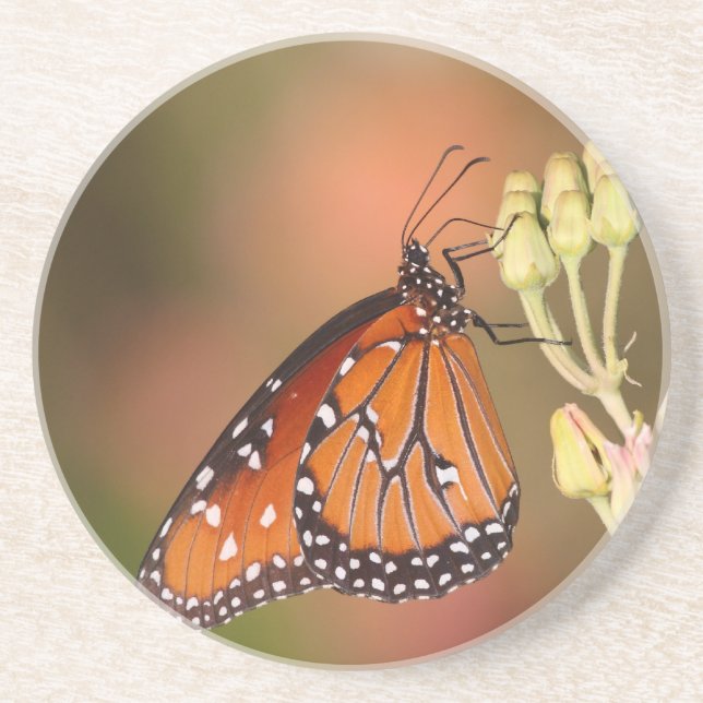 Queen Butterfly på gren Underlägg (Framsidan)