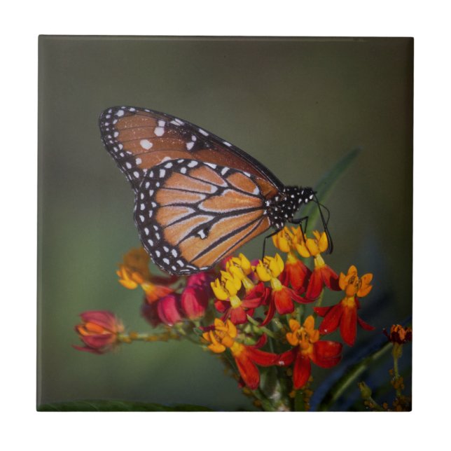 Queen Butterfly på tropiska mjölkgräs Kakelplatta (Framsidan)