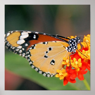 Queen Butterfly Poster Skriv ut