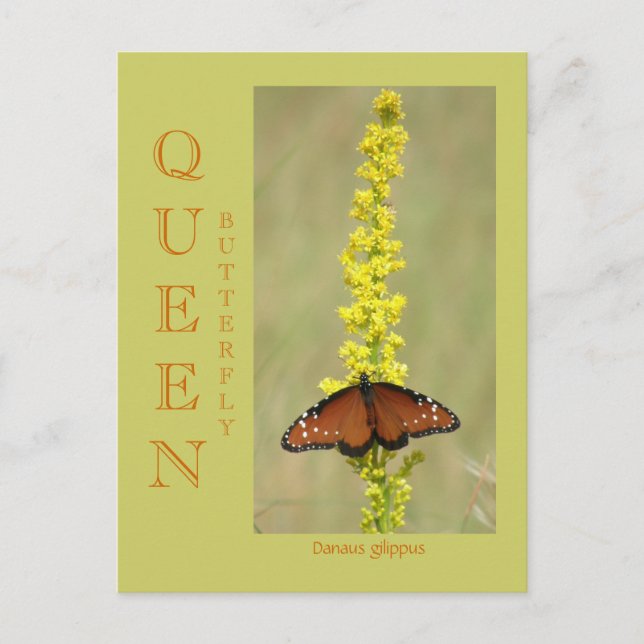 QUEEN BUTTERFLY VYKORT (Framsida)