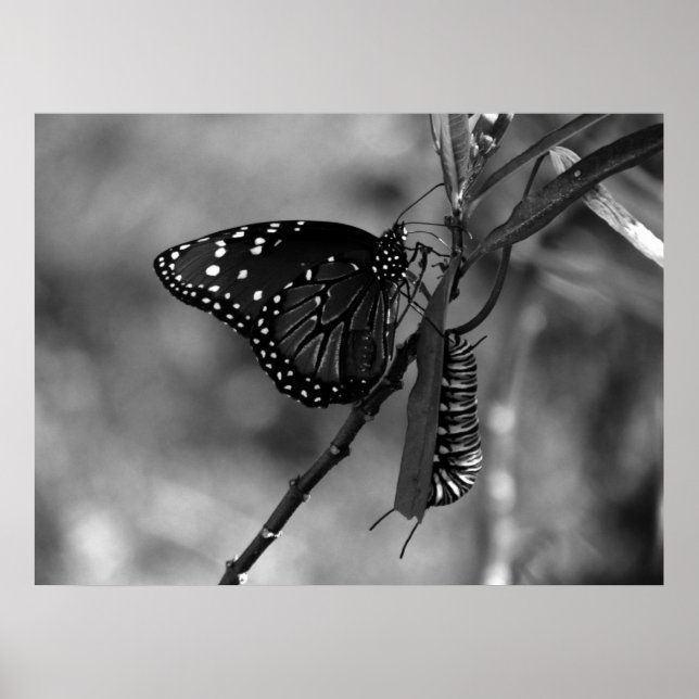 Queen Butterfly w Monarch Catercolumn in B & W Poster (Framsidan)