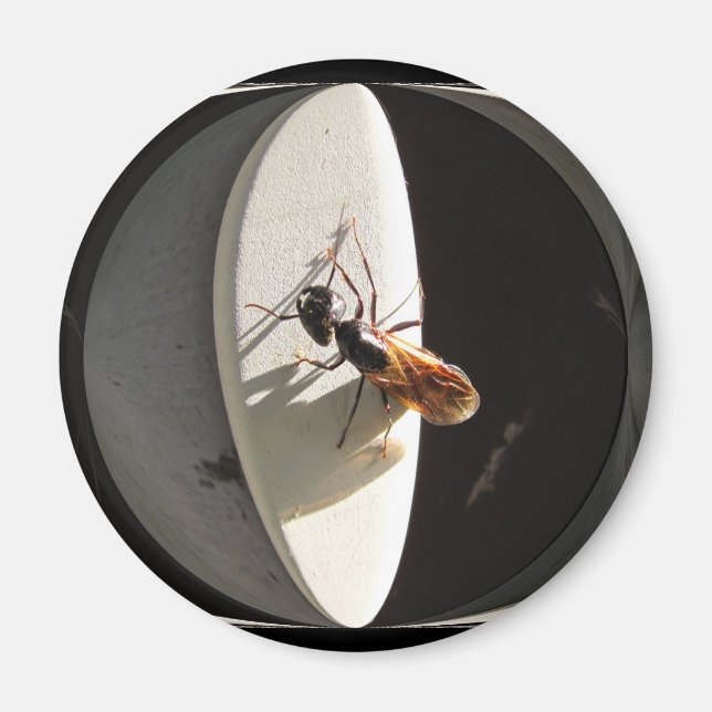 Queen Carpenter Ant ~ magnet (Framsidan)