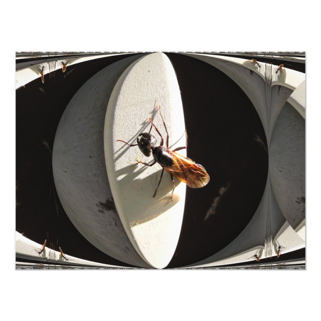Queen Carpenter Ant ~ Photo Fototryck (Framsidan)