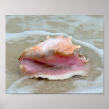 Queen Conch i Surfan, Bahamas 8x10
