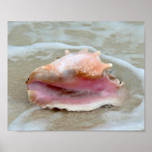 Queen Conch i Surfan, Bahamas 8x10 Poster (Framsidan)