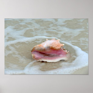 Queen Conch i Surfan, Bahamas Poster