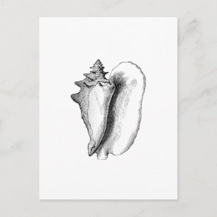 Queen Conch (konst) Vykort