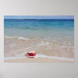 Queen Conch på Beach, Bahamas Poster