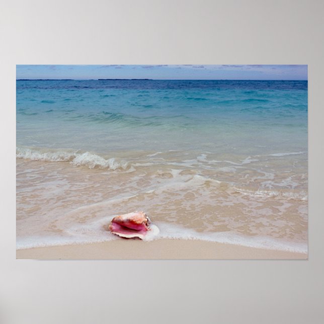 Queen Conch på Beach, Bahamas Poster (Framsidan)