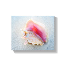 Queen Conch Snäcka på Bahamas Beach