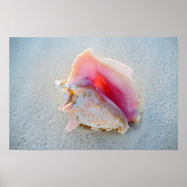 Queen Conch Snäcka på Bahamas Beach Poster