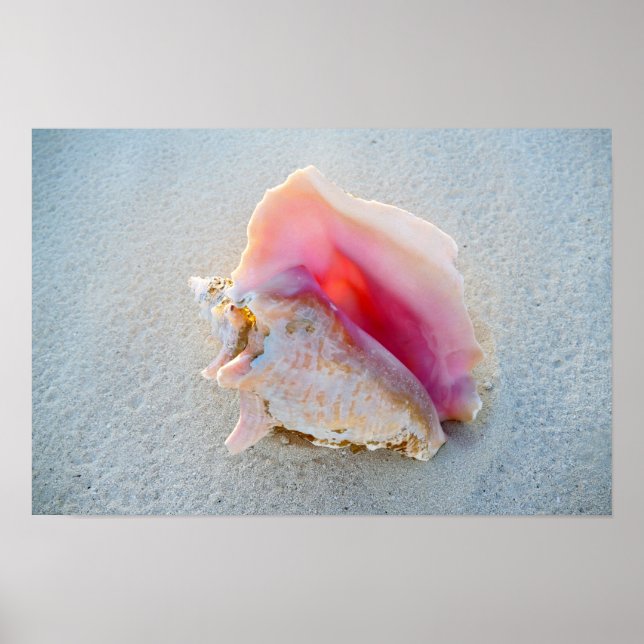 Queen Conch Snäcka på Bahamas Beach Poster (Framsidan)