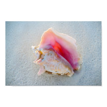 Queen Conch Snäcka på Bahamas Beach