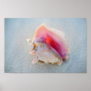 Queen Conch Snäcka på Bahamas Beach Poster