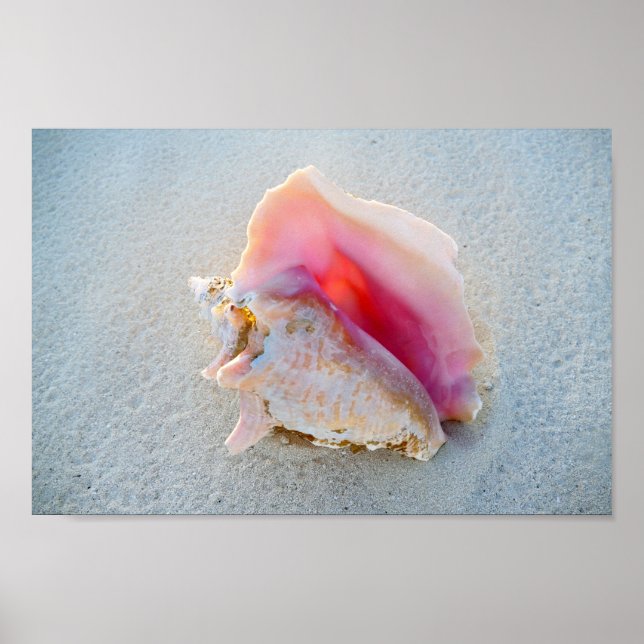 Queen Conch Snäcka på Bahamas Beach Poster (Framsidan)