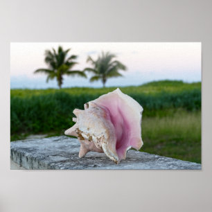 Queen Conch Snäcka på en mur, Bahamas Poster