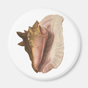Queen Conch Snäcka Seashell, Vintage Marine Life Magnet