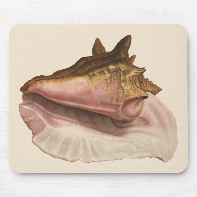 Queen Conch Snäcka Seashell, Vintage Marine Life Musmatta (Framsidan)