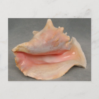 Queen Conch Snäcka Vykort