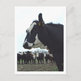 Queen Cow-vykort Vykort