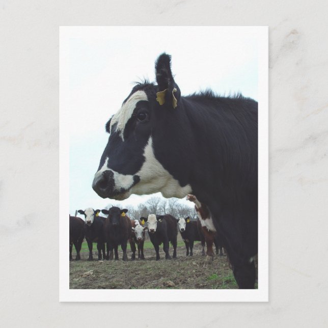 Queen Cow-vykort Vykort (Framsida)