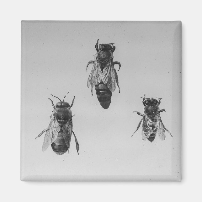 Queen Drone Worker Bee bibehåller apiologisk apiar Magnet (Framsidan)