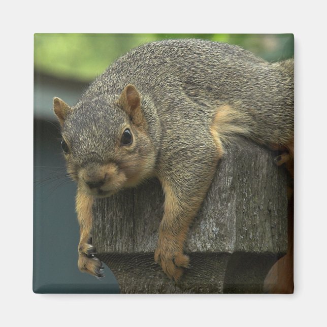 Queen Eleanor of the Peaceable Kingdom Magnet (Framsidan)