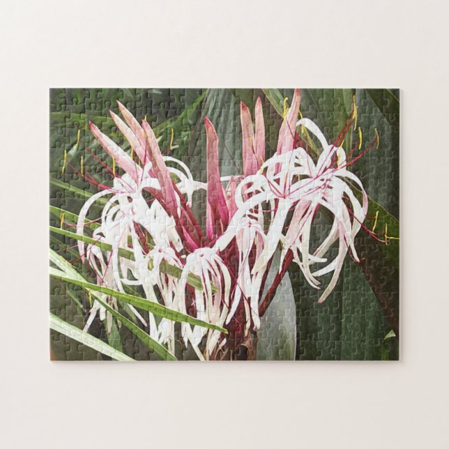 Queen Emma Crinum Lilies Pussel (Horisontell)
