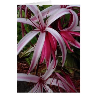 Queen Emma's Lila Crinum Lily Hälsningskort