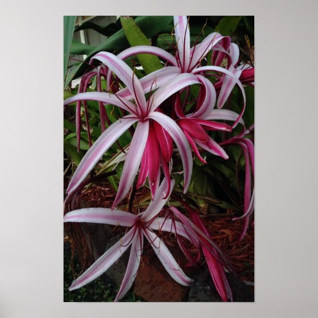 Queen Emma's Lila Crinum Lily Poster (Framsidan)