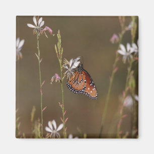 Queen och milkweed magnet