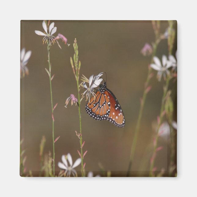 Queen och milkweed magnet (Framsidan)