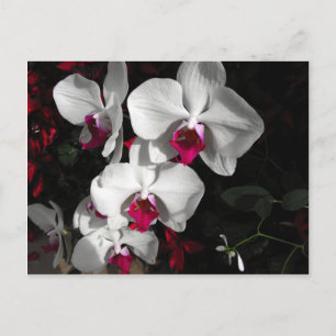 Queen Orchid Vykort