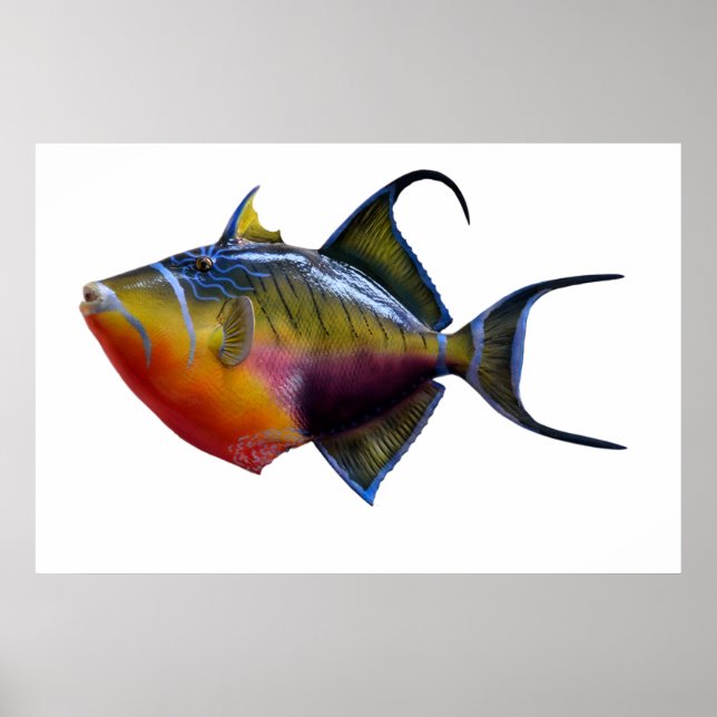 Queen Trigger Fish Poster (Framsidan)