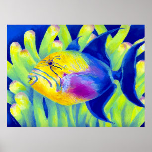 Queen Triggerfish Poster