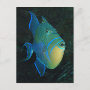 Queen Triggerfish-vykort Vykort