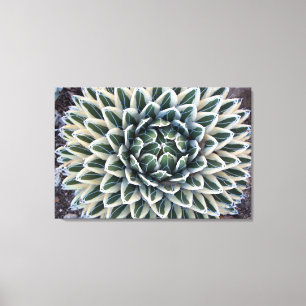 Queen Victoria Agave, vit form Canvastryck