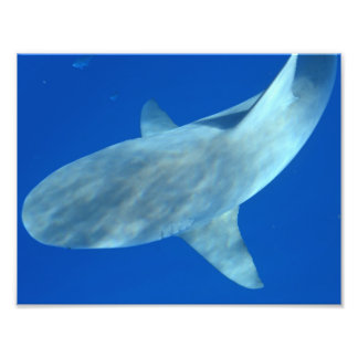 Queenie Bull Shark - Från Jupiter, FL Fototryck