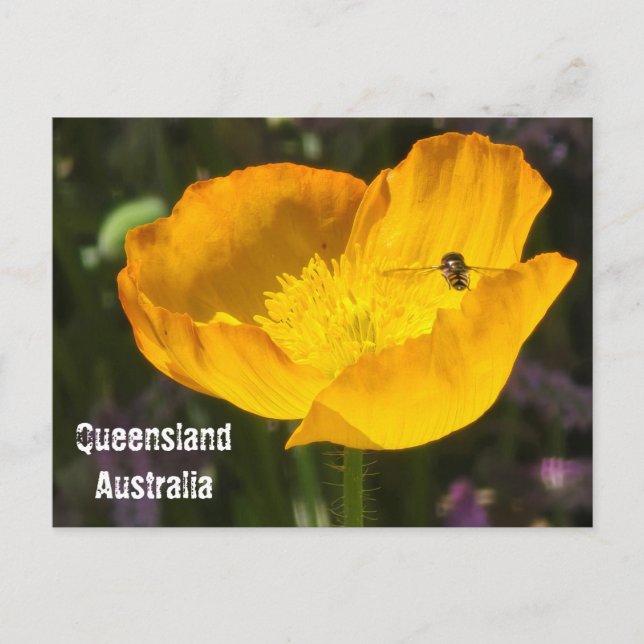 Queensland Australien - Blomma & Bipostkort Vykort (Framsida)