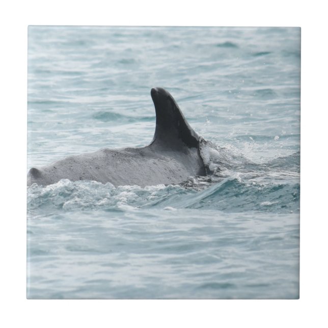 QUEENSLAND AUSTRALIEN FÖR PUCKELRYGGVAL KAKELPLATTA (Framsidan)