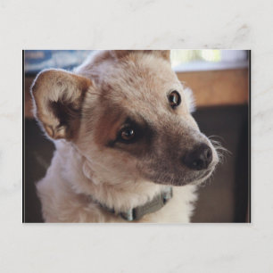 Queensland Heeler valp Ringo Vykort