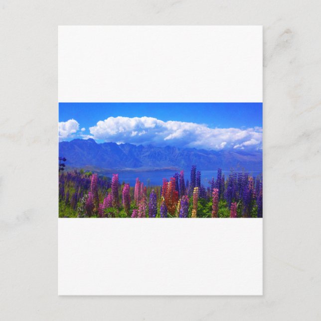 Queenstown New Zealand lupine over Sjö Wakatipu Vykort (Framsida)