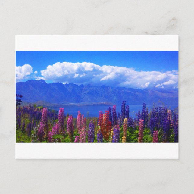 Queenstown nyazeeländsk lupine över sjön Wakatipu Vykort (Framsida)