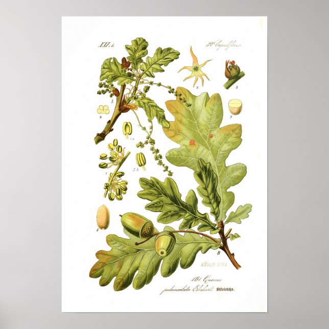 Quercus pedunculata (Engelska oak) Poster (Framsidan)