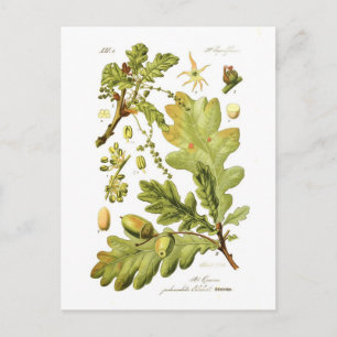 Quercus pedunculata (Engelska oak) Vykort