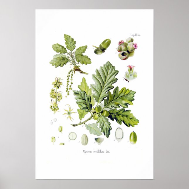 Quercus sessiliflora (Sessile Oak) Poster (Framsidan)