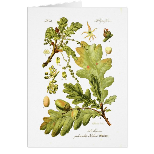 Quercuspedunculata (den engelska oaken) hälsningskort (Framsidan)