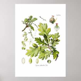 Quercuspedunculata: syn. Q robur. (Engelsk Oak) Poster